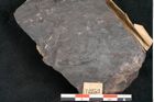 Foto (Detailansicht) von Lycopodites selaginoides Sternbg. (NHMW-GEO-2024-0188-11253)